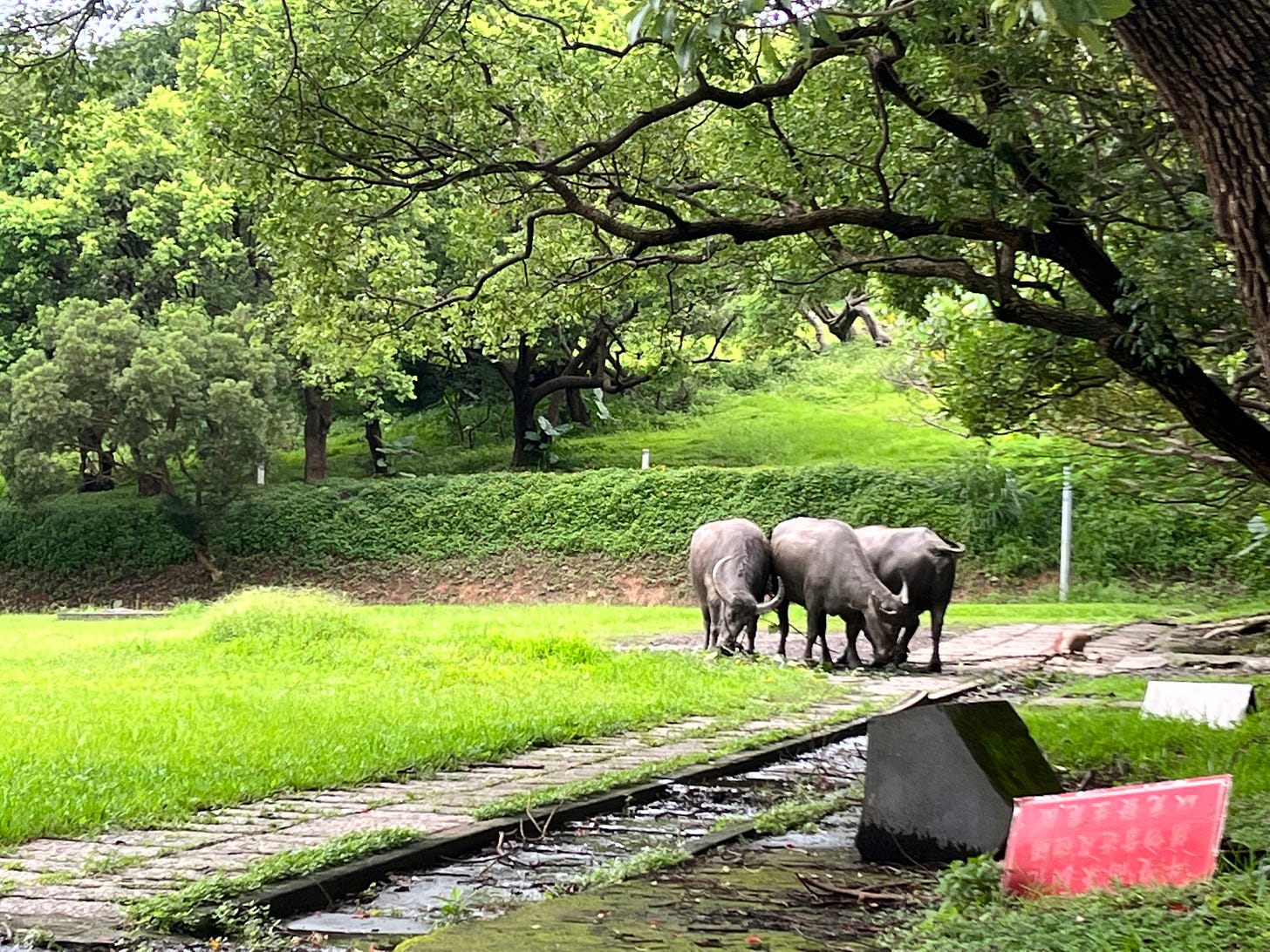 The trio of water buffalo that lives in a field at Taipei National University of the Arts