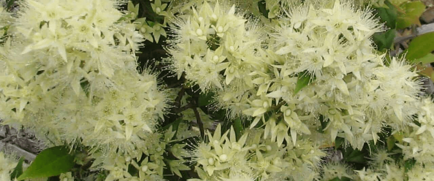 Anise Myrtle