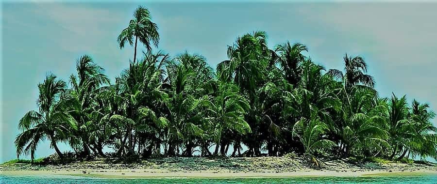 A grove of palm trees on a small island.