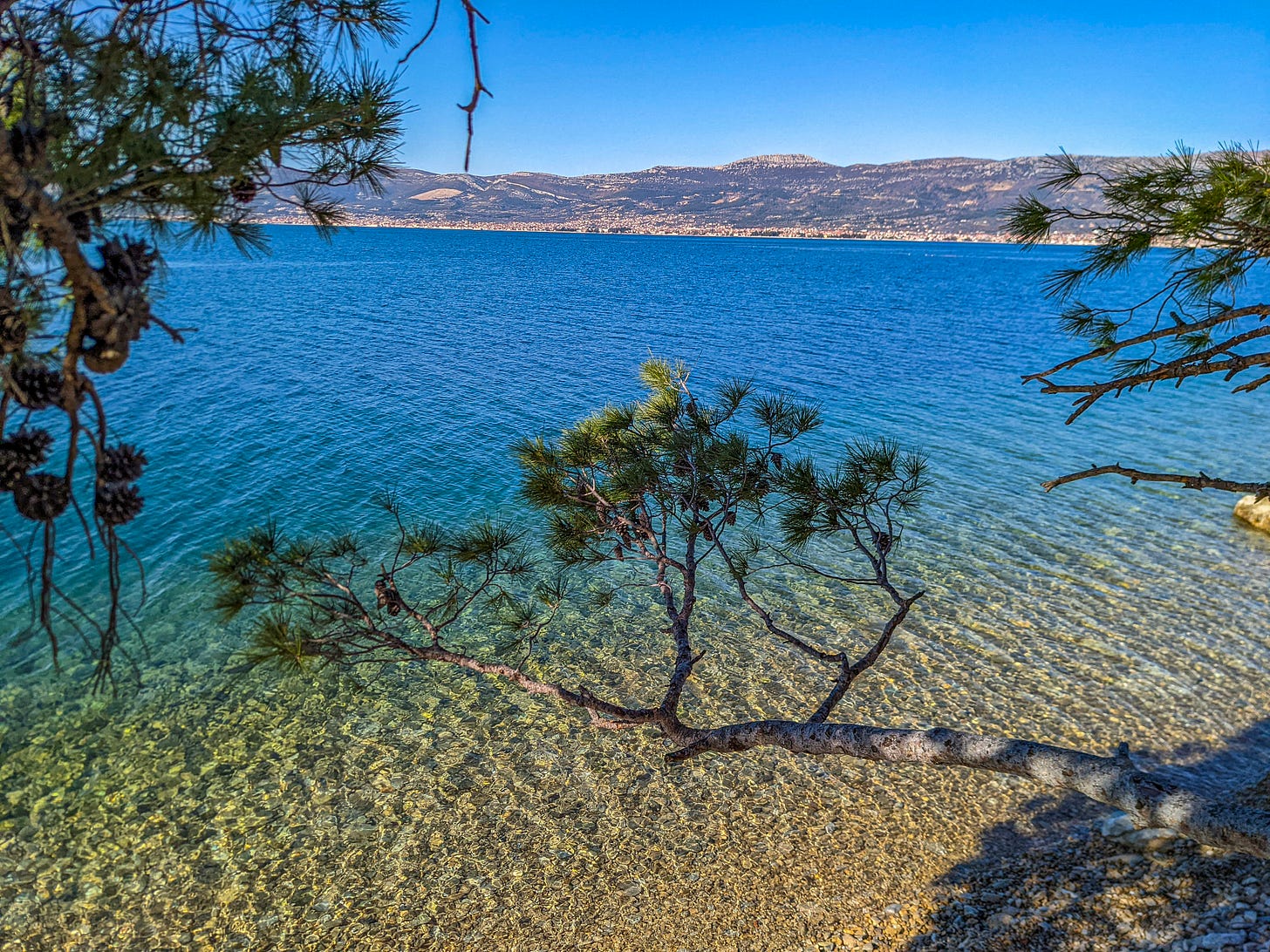 Looking down through some pine tree branches at blue and yellow water below. 