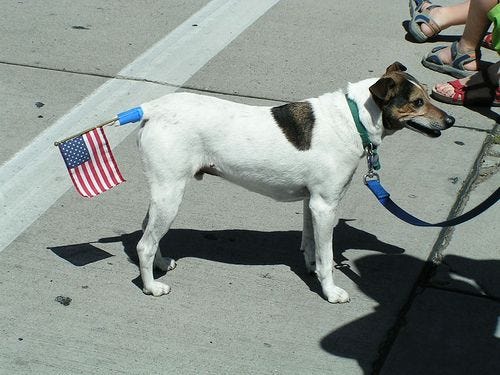 Let These 25 Pups Show You How To Be Ridiculously Patriotic | Patriotic puppy, Patriotic dog ...