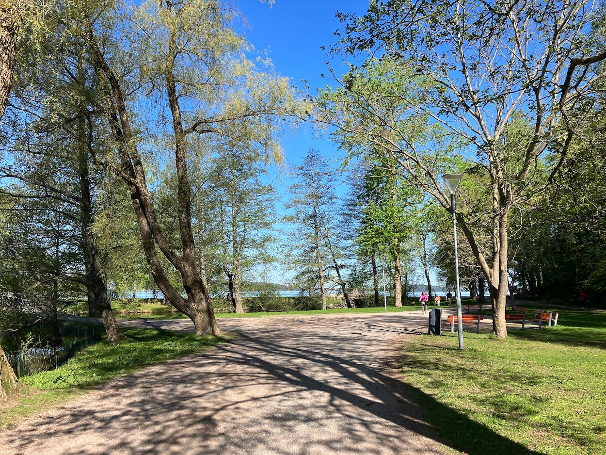 Thin trees in the sun