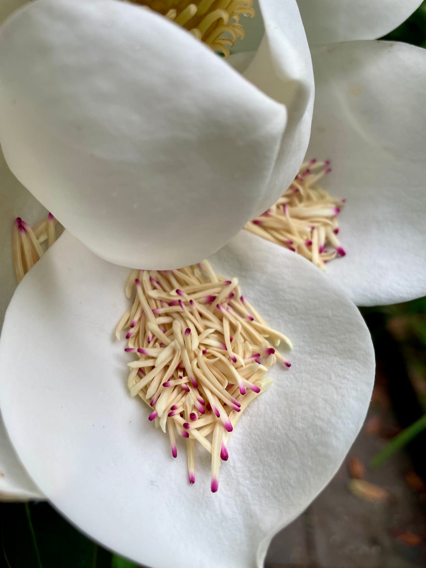 magnolia stamen