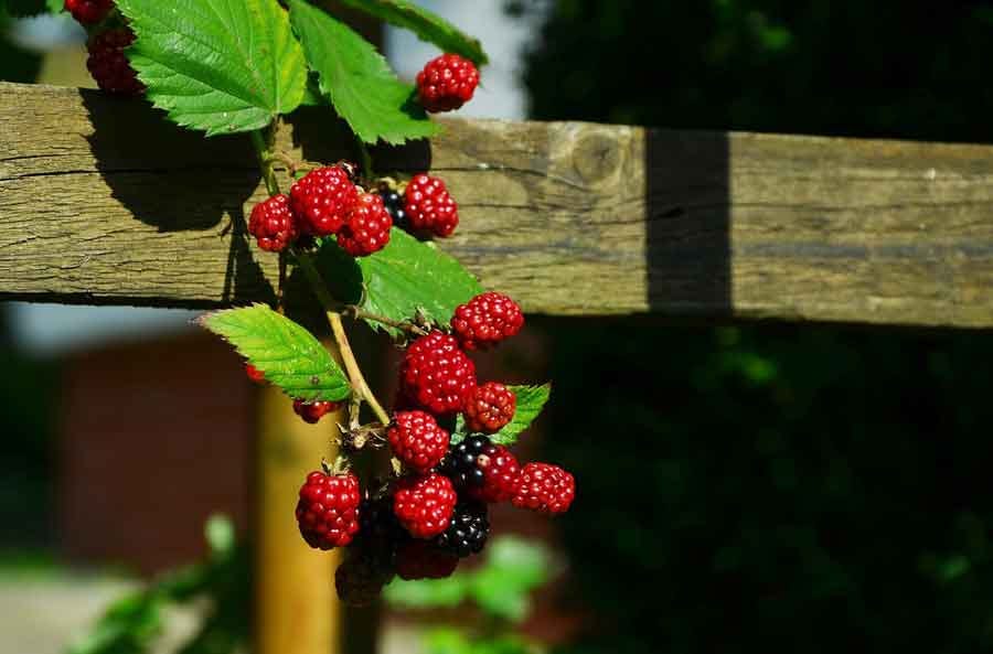 blackberries ripening on a sunny fence