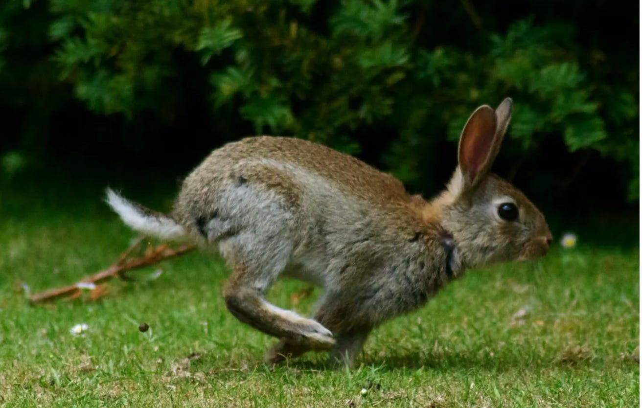 Зайцы бегали в лесу. Заяц бежит. Заяц прыгает. Заяц в движении. Бег зайца.