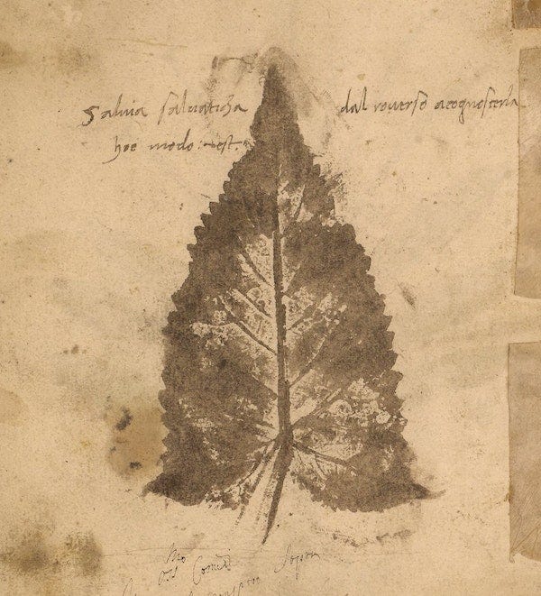 A yellowed page from a 15th century herbarium showing the impression of a large triangular leaf made with brown ink. Notes written in Latin are also visible on hte upper and lower parts of the page.