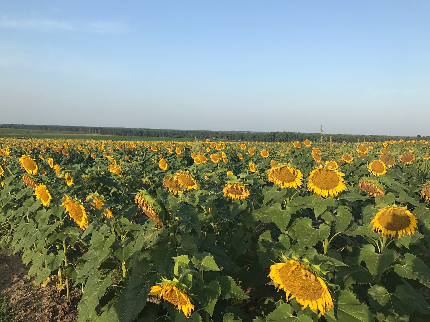 A photography of sunflowers and sky