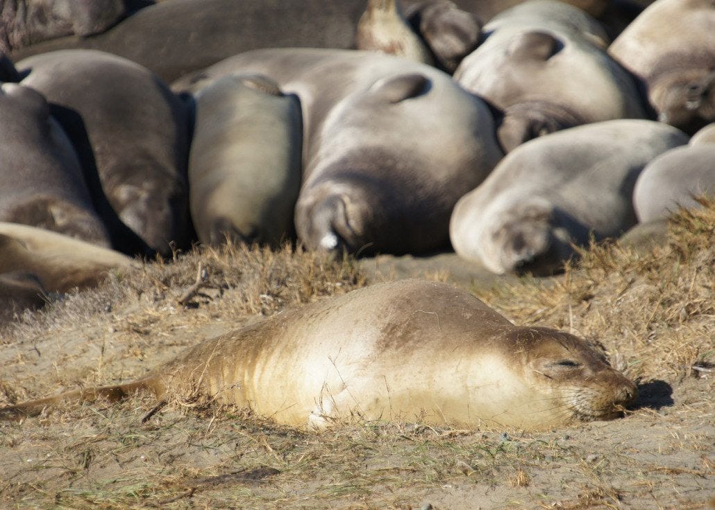 Sleeping Elephant Seal
