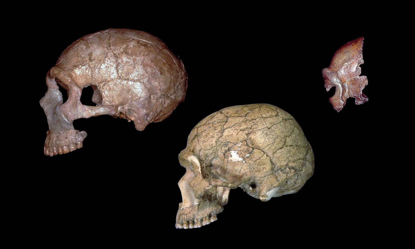 Three skulls of fossils from left lateral view Three skulls of fossils from left lateral view