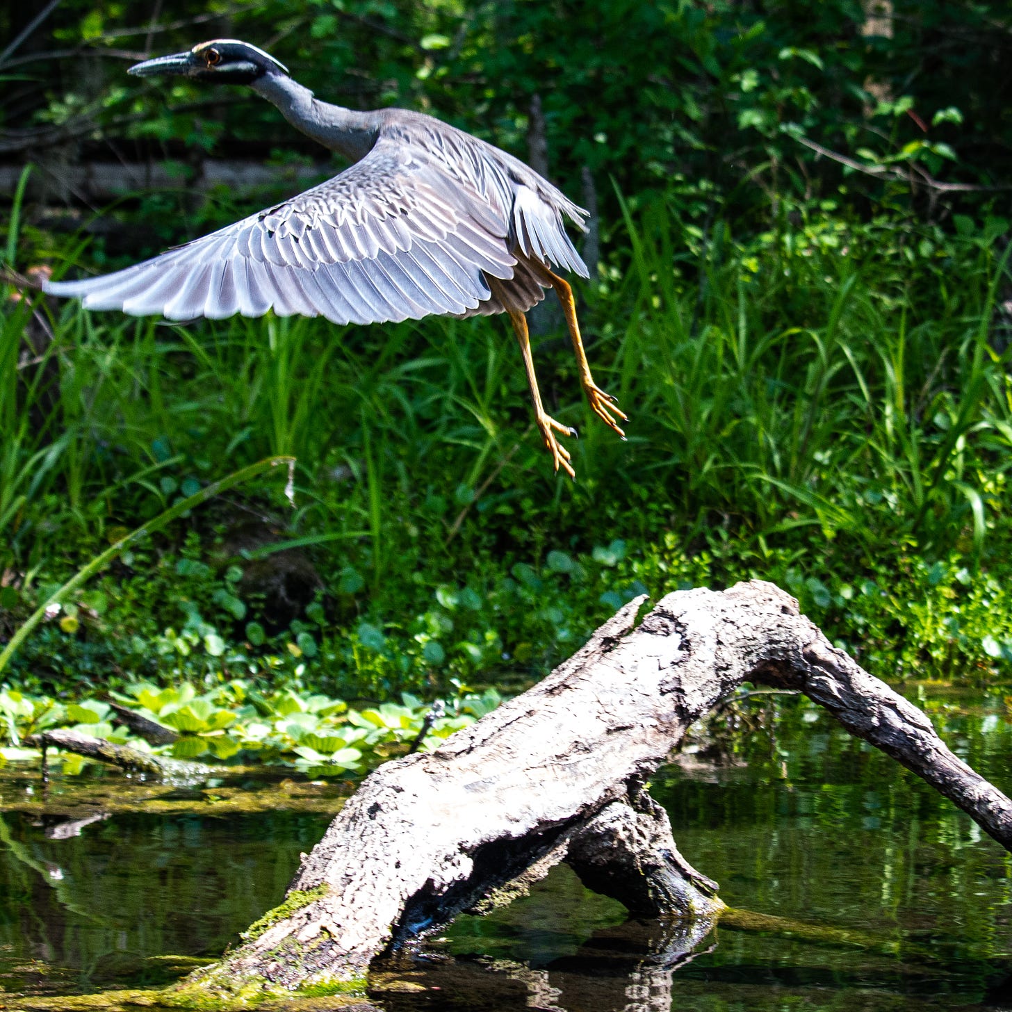 Night heron in flight