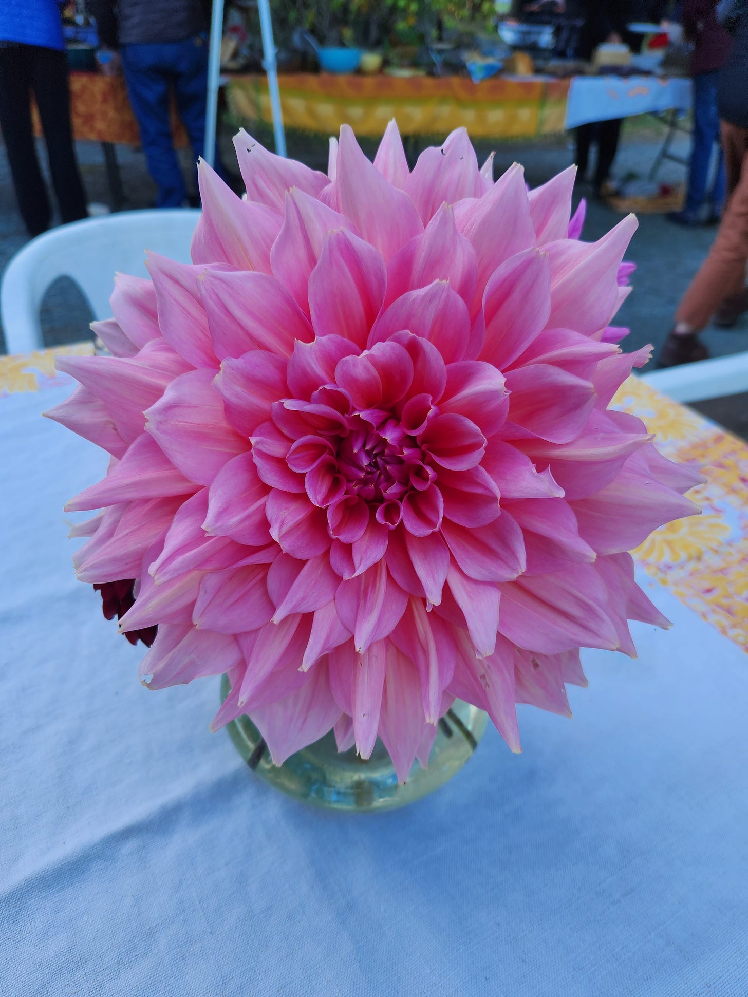 enormous pink dahlia in a vase on a table