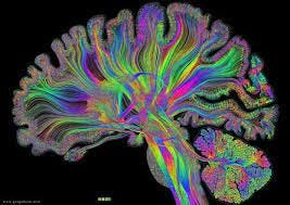 Brain Chat - Some cool brain art to kick off the weekend. Check out more of  @gdunnart on his website www.gregadunn.com #art #brain | Facebook