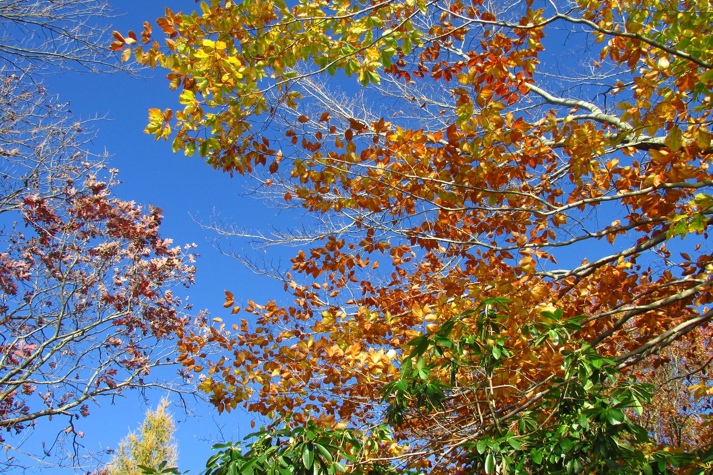 A bright blue sky with red, green, yellow, and orange leaves and a few bare branches in the foreground
