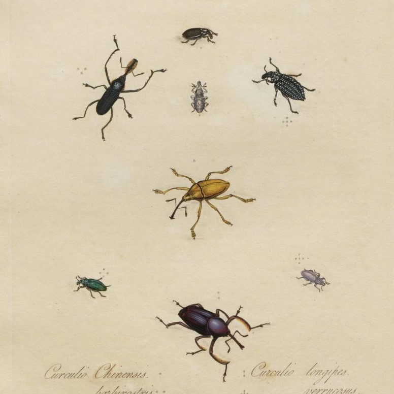 A handsomely produced color print illustration of...bugs. Sorry, I can't describe them intelligently other than to say that there are bugs of various sizes, colors, and proportions depicted here.