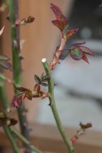 Bob Jenkins, Pruned Rose (Flickr)