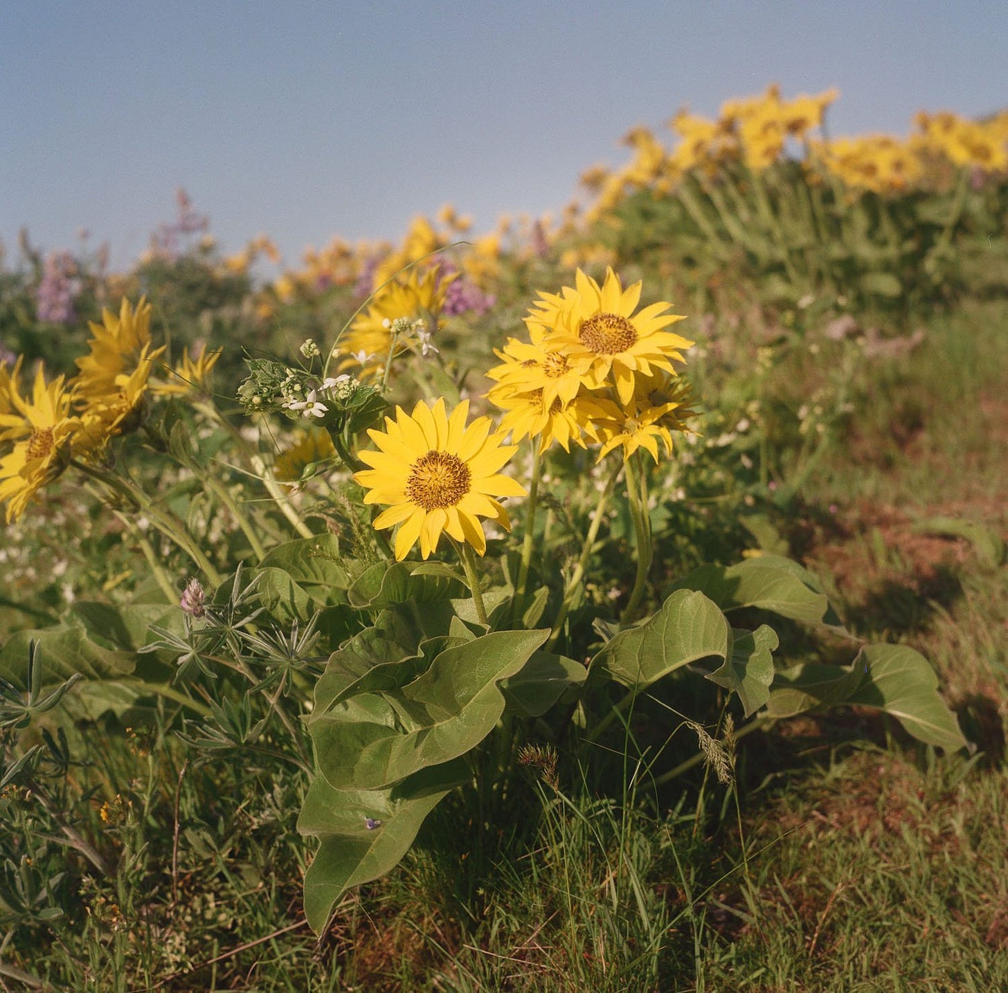 Balsam Root on Film