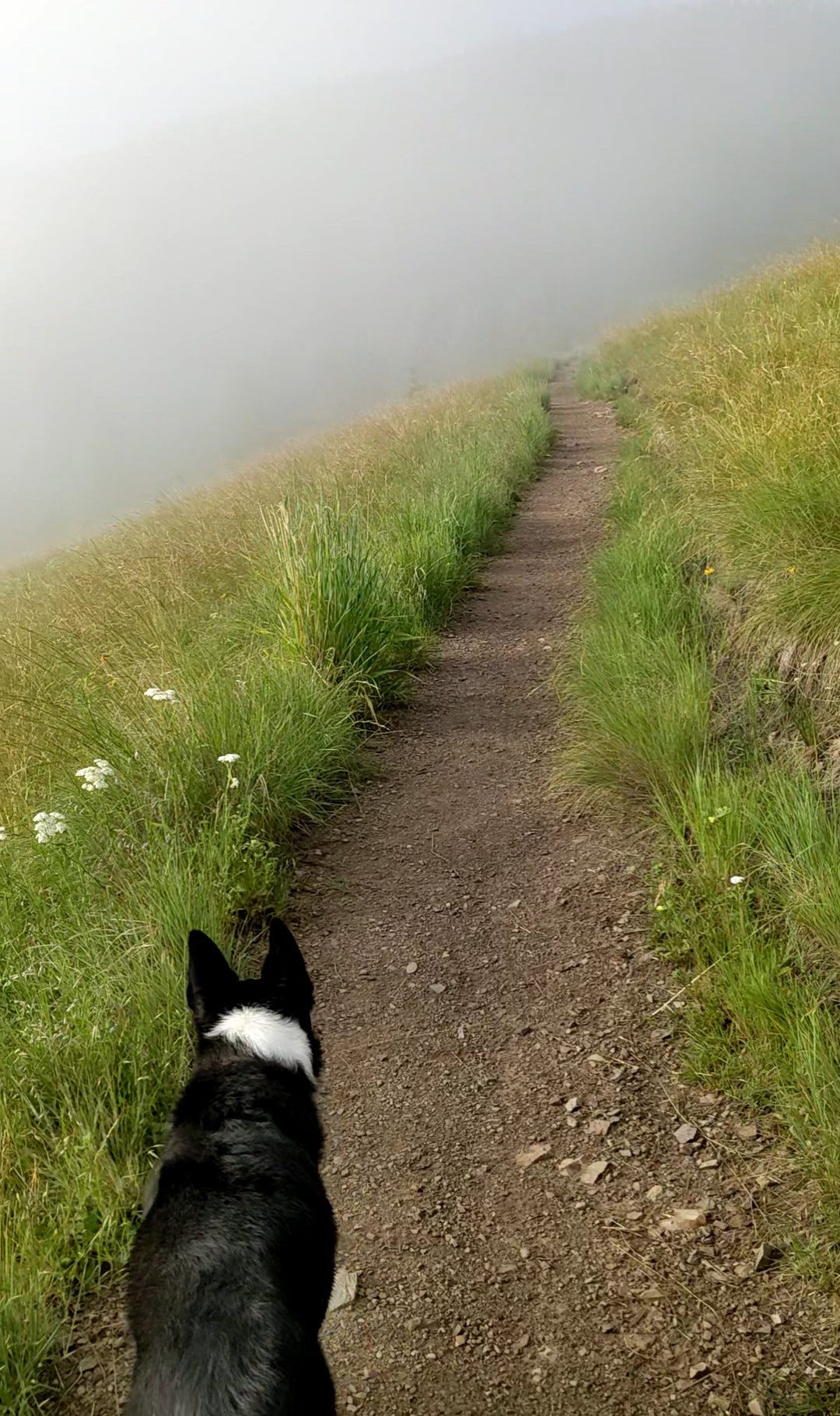 Dog heading up a trail into mist