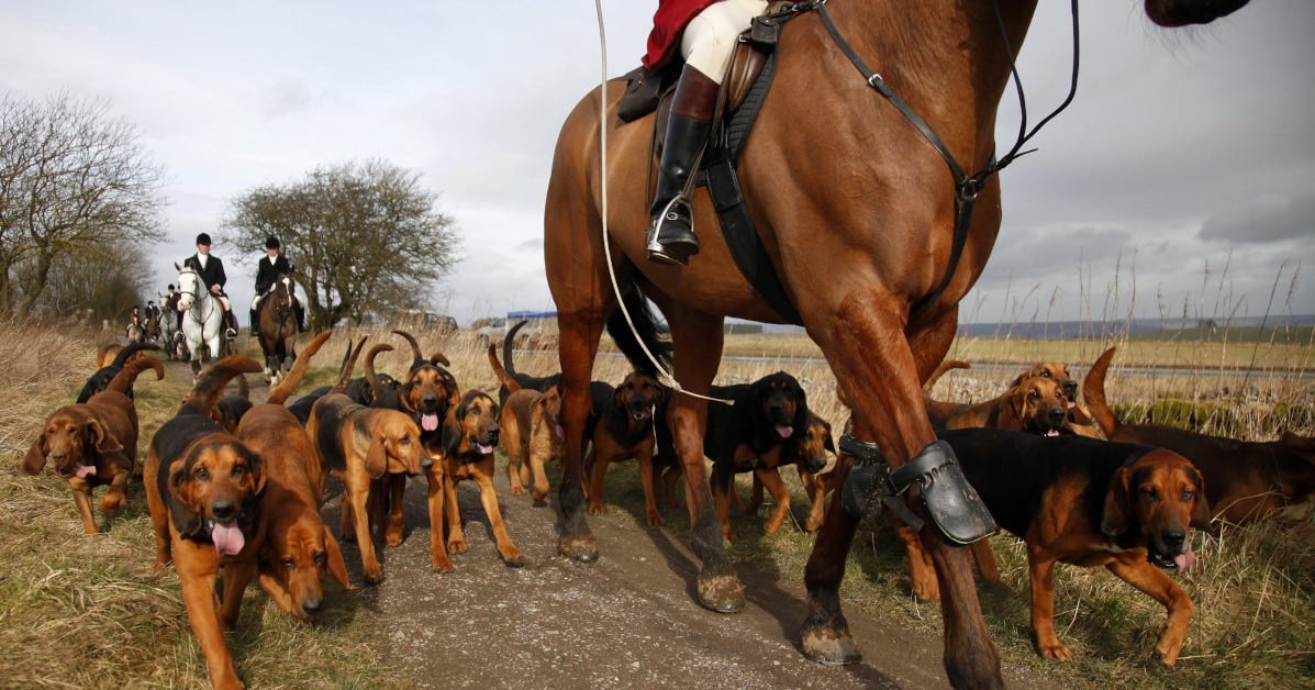 hunting horse with hounds