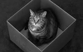 Image result for gray kitten in a box Image result for gray kitten in a box