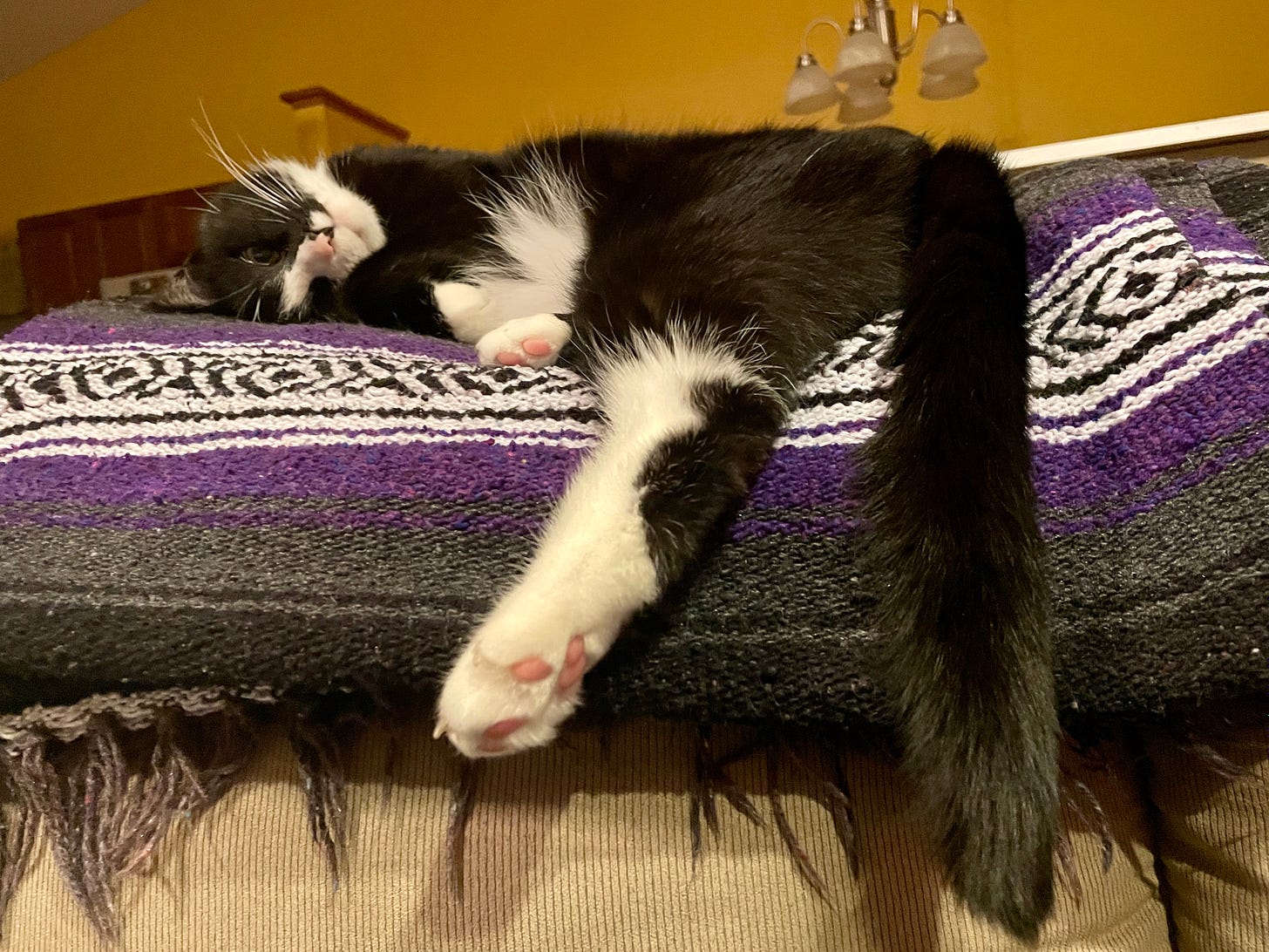 A tuxedo cat is lying on a multicolored blanket on the back of a couch. He appears to be melting, with one hind leg drooping down the couch cushion. His head is upside down, and he has one eye open.