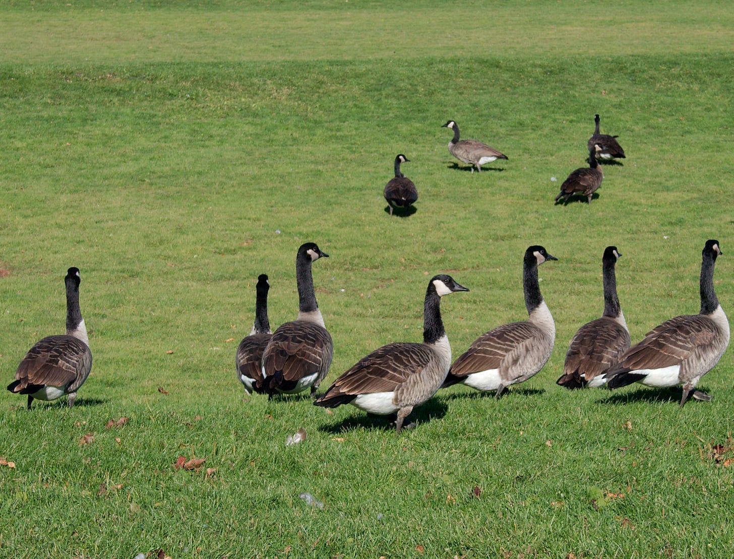 File:Wild geese in Henry Vilas Park.jpg - Wikimedia Commons