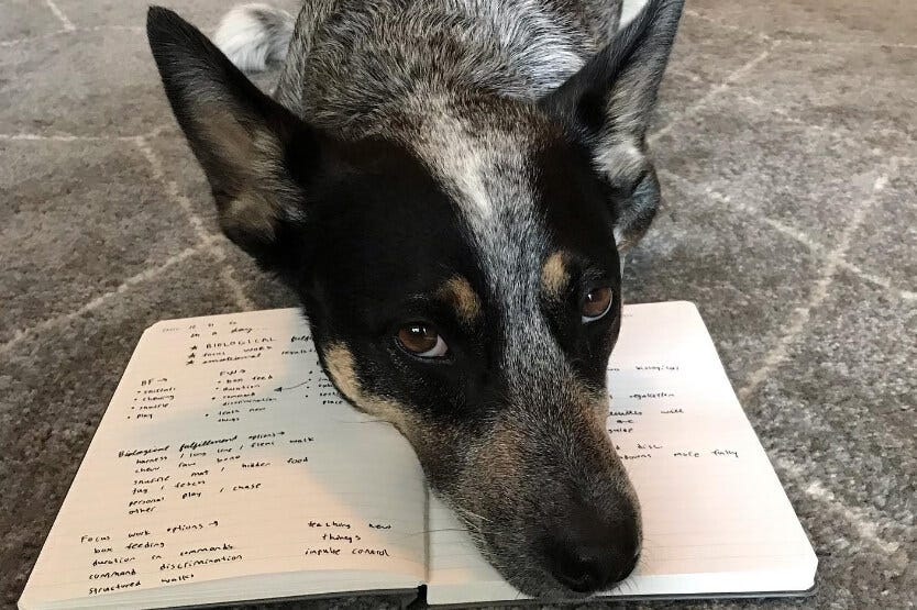 Scout the blue heeler lays her head on top of our weekly dog training checklist notes