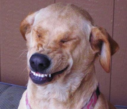 19 Very Funny Dog Laughing Meme That Make You Laugh - MemesBoy