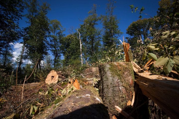 Trees that were recently cut down by Kinder Morgan workers are seen in the Burnaby Mountain Conservation Area, in Burnaby, B.C., on Wednesday September 10, 2014. 