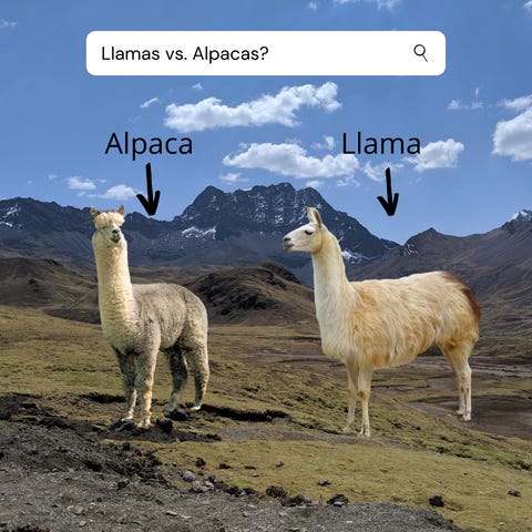 10 Differences Between Llamas and Alpacas – Campo Alpaca