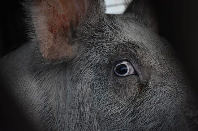 photograph of a horrified pig