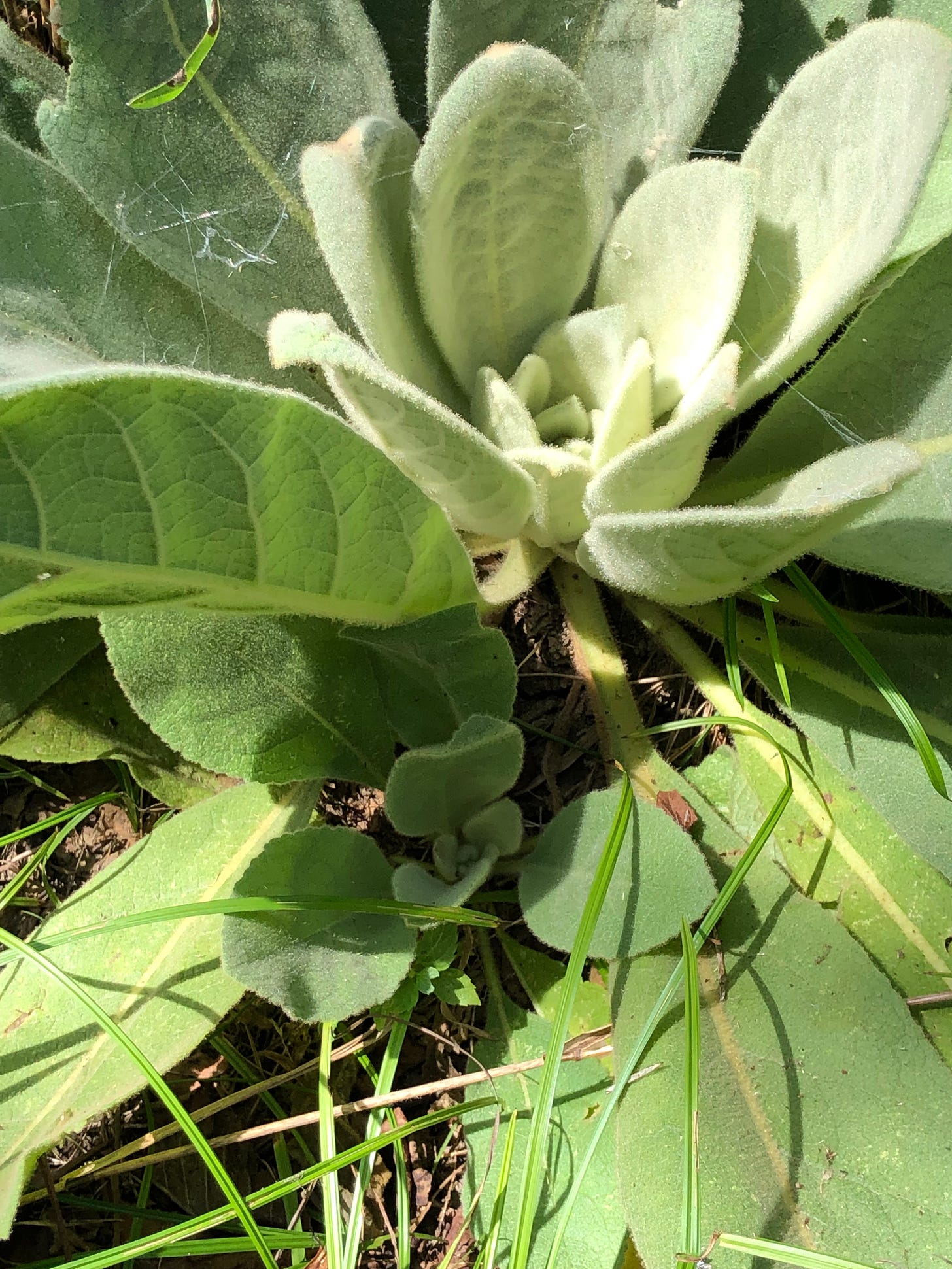 First year rosette of mullein, Verbascum thapsus 