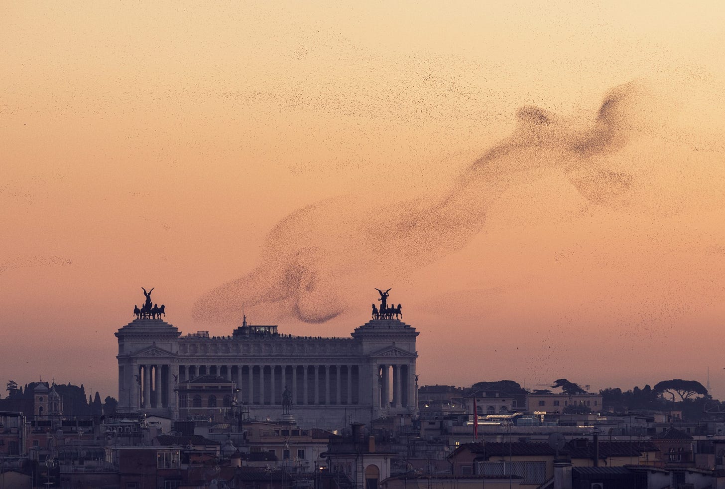 Gestire milioni di storni sui cieli di Roma: come si fa e cosa accade agli  uccelli