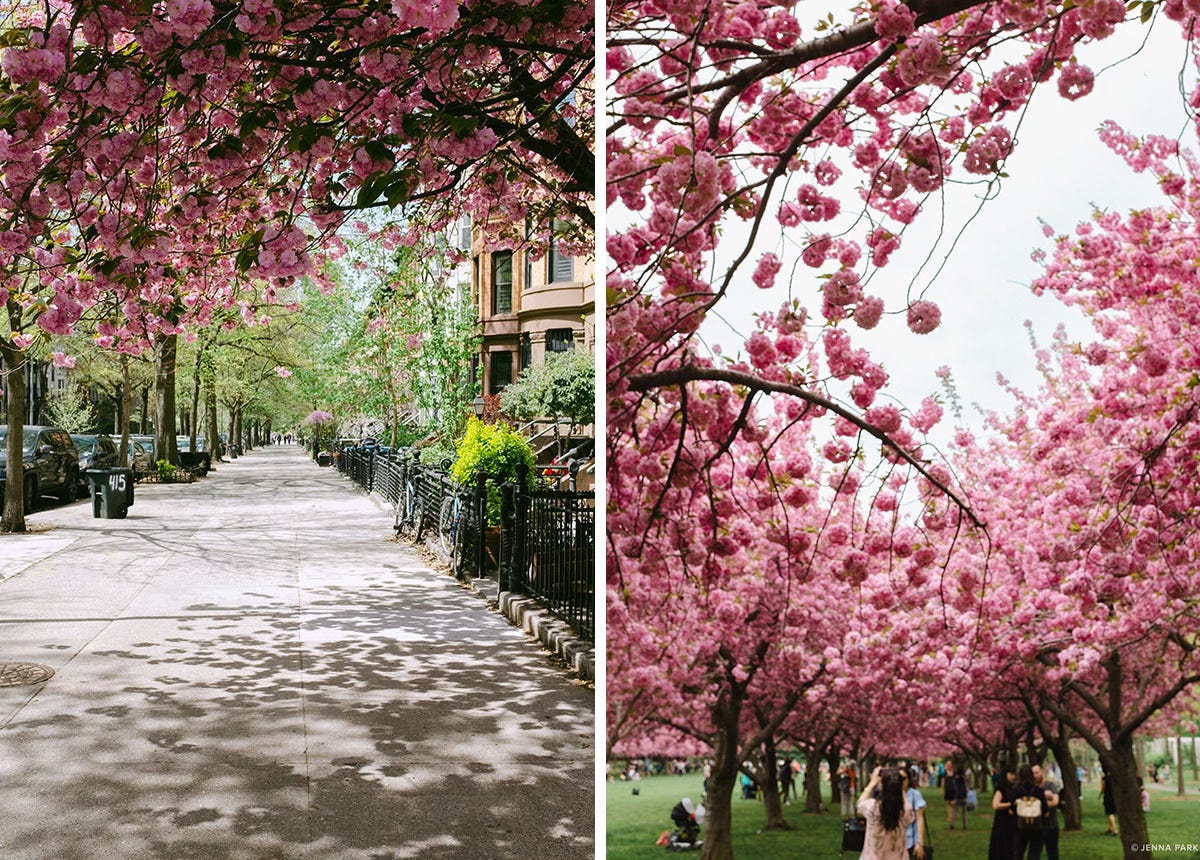 Cherry bossoms in Brooklyn