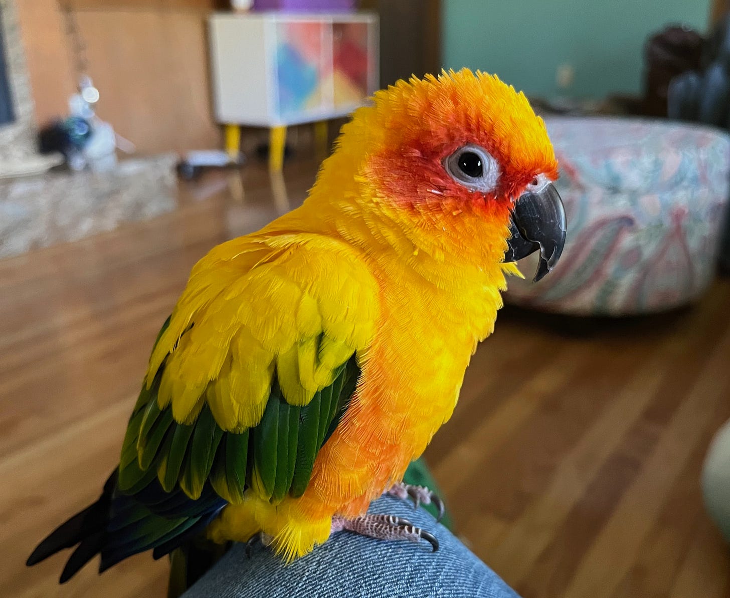 A sun conure with yellow wings tipped with green, an orange and yellow belly and a red and orange face, sitting calmly with happy eyes