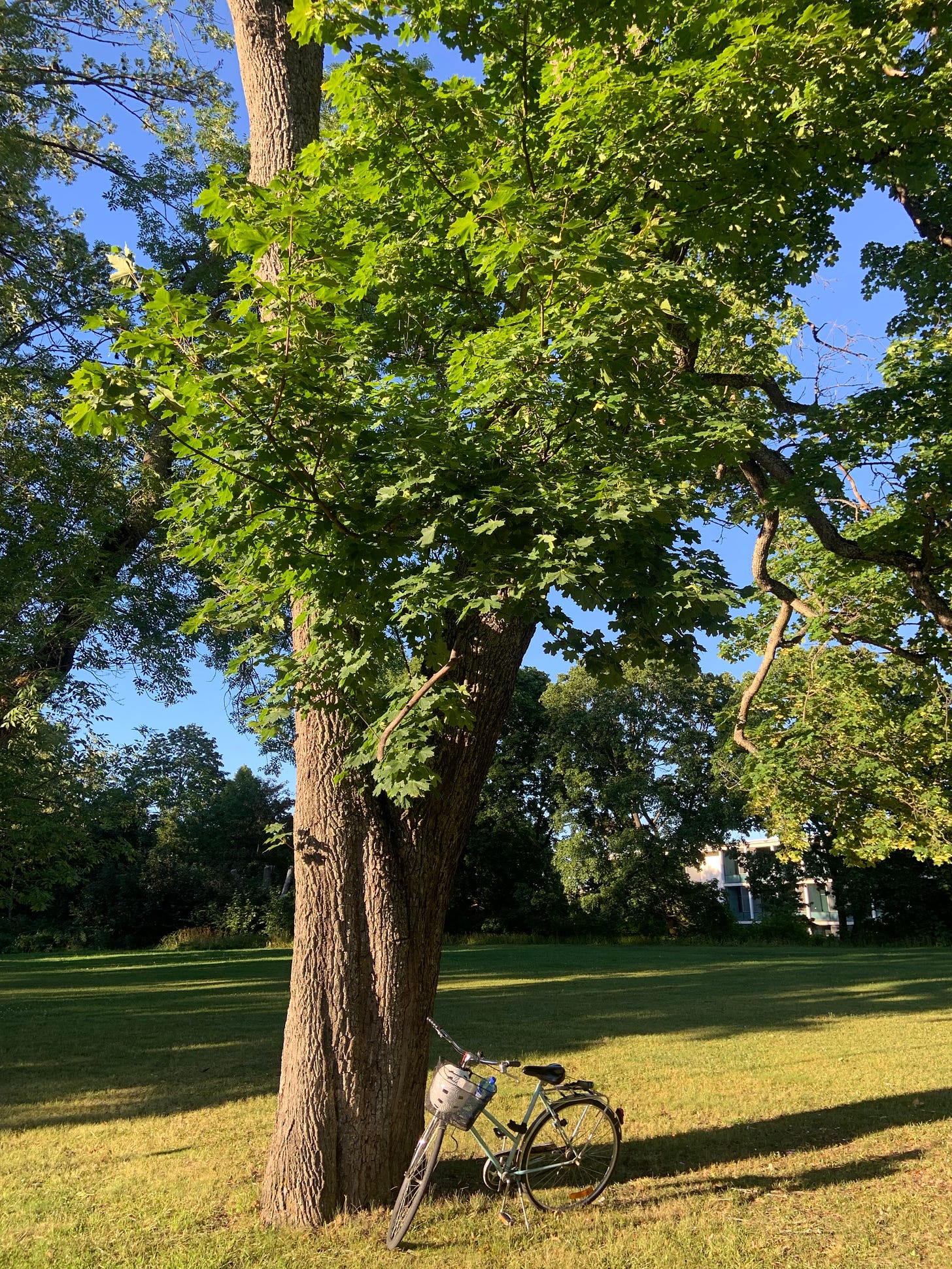 a bike parked in front of a tall tree with green leaves