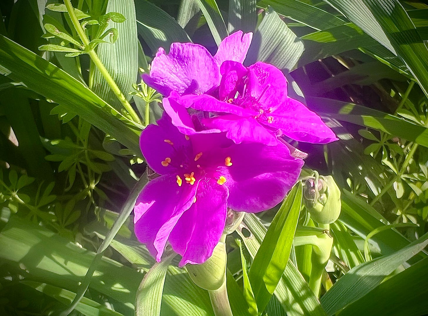 Spiderwort in bloom, with yellow pistils, purple petals, and deep green leaves
