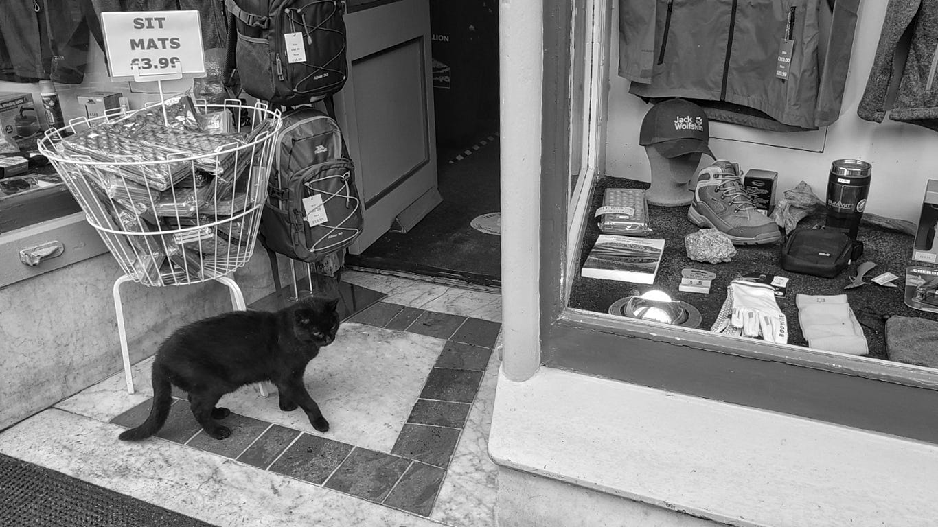 A black cat stands in the doorway of an outdoor clothing store