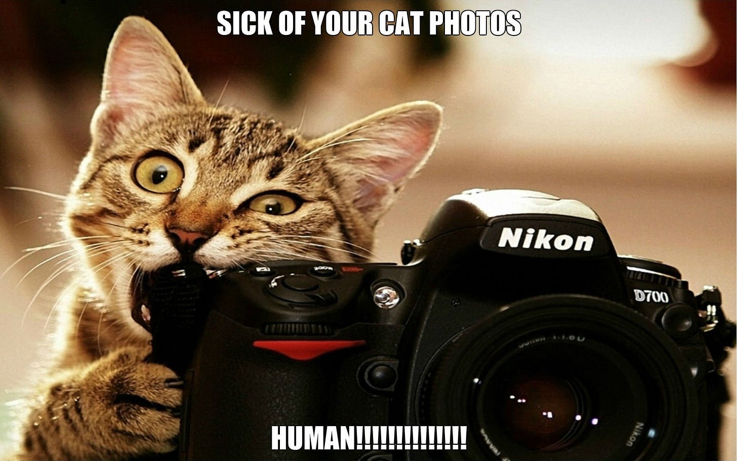 cat, Meme, Quote, Funny, Humor, Grumpy, 60 Wallpapers HD / Desktop and ...