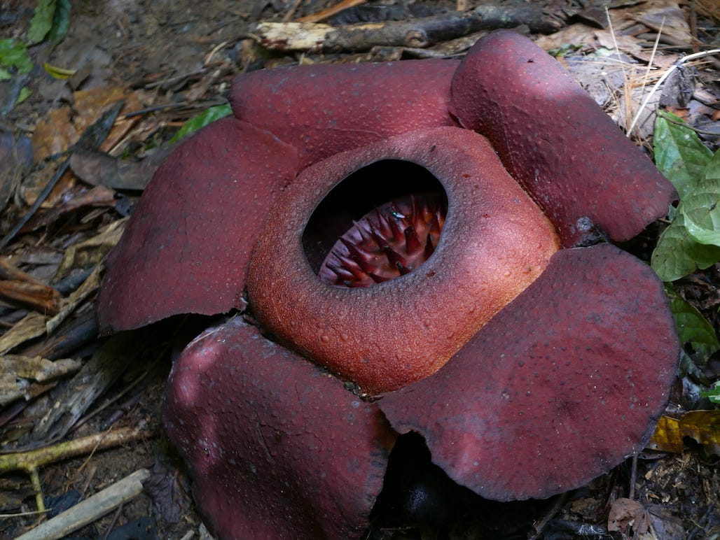 Photo by Author — the Rafflesia — Cameron Highlands, Malaysia — that is one big flower — it doesn’t look real, but it is…