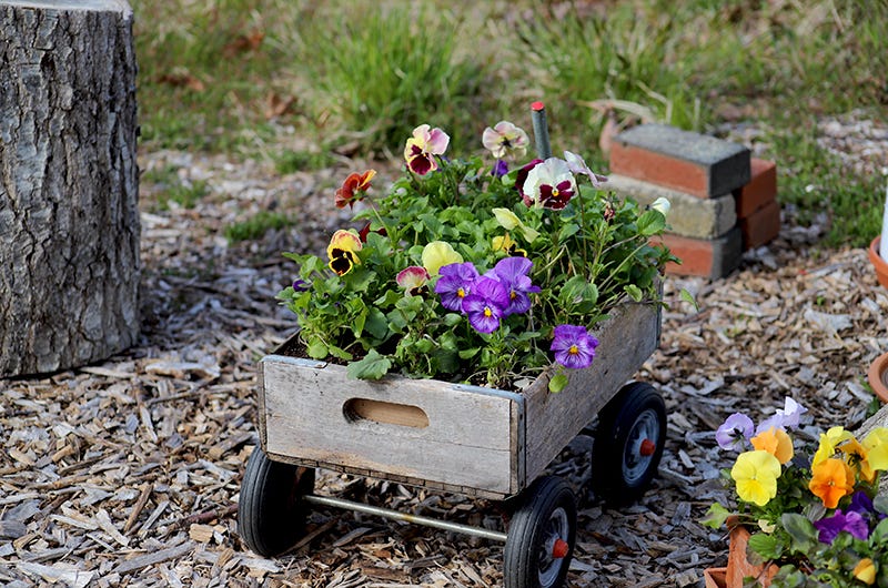 Sixburnersue, pansy wagon