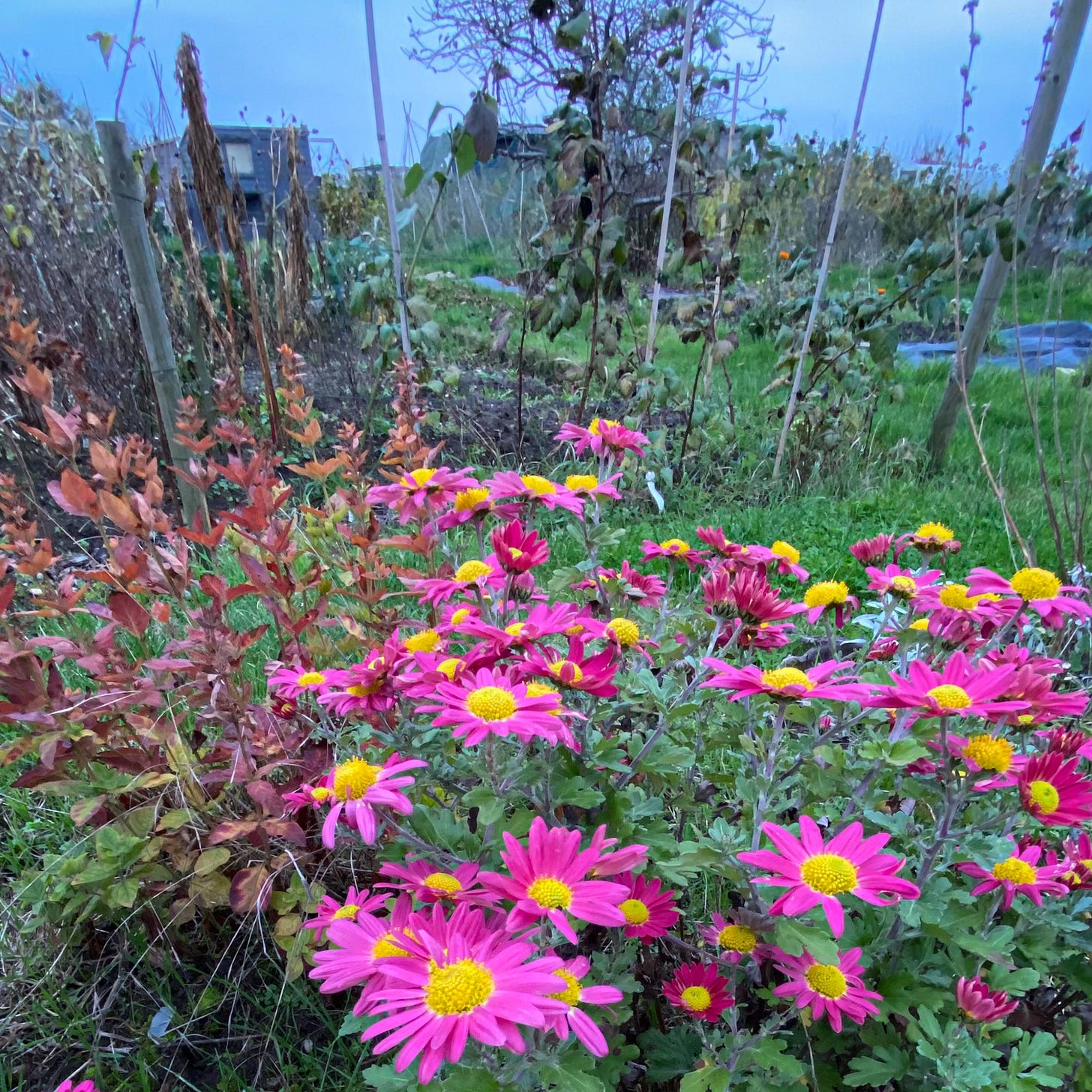 Pink Chrysanthemums with yellow centres growing on a Warwickshire allotment plot, with greenery and grey sky in the background