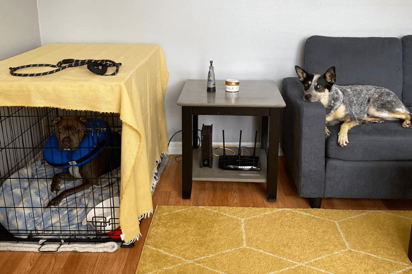 Val the bully breed mix lies in a dog crate covered lightly with a yellow blanket. To her right, on a couch next to the crate, Scout the blue heeler lounges