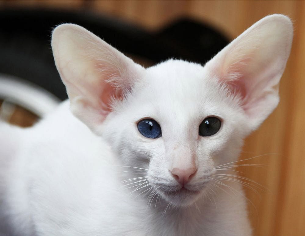 White Oriental Shorthair cat