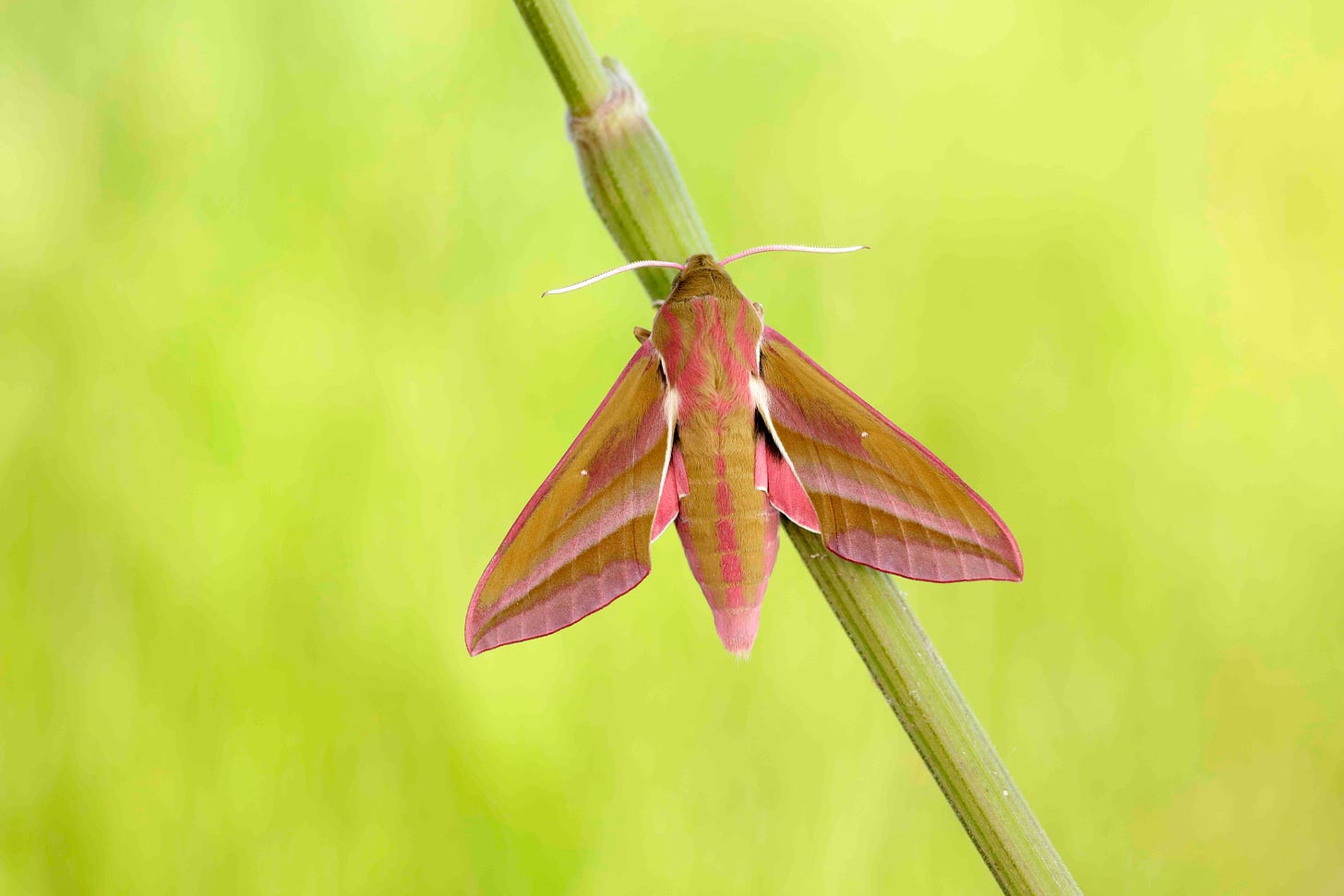 The Elephant Hawk-moth