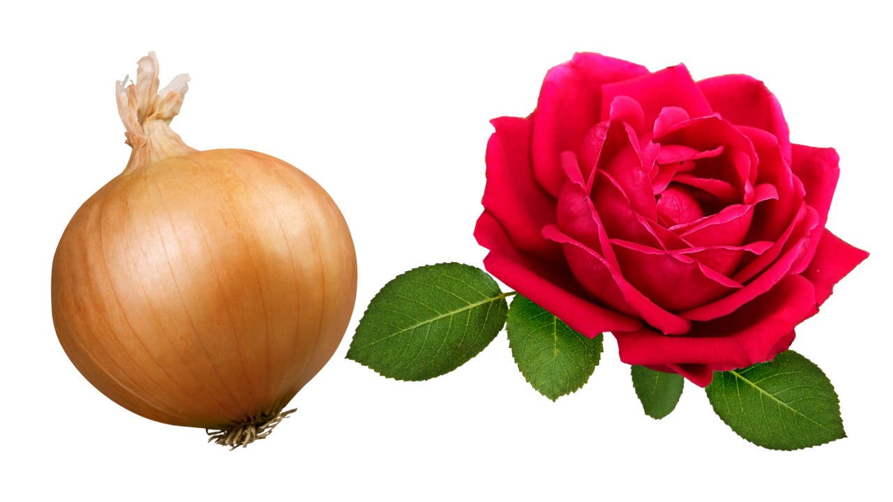 An onion next to a rose.