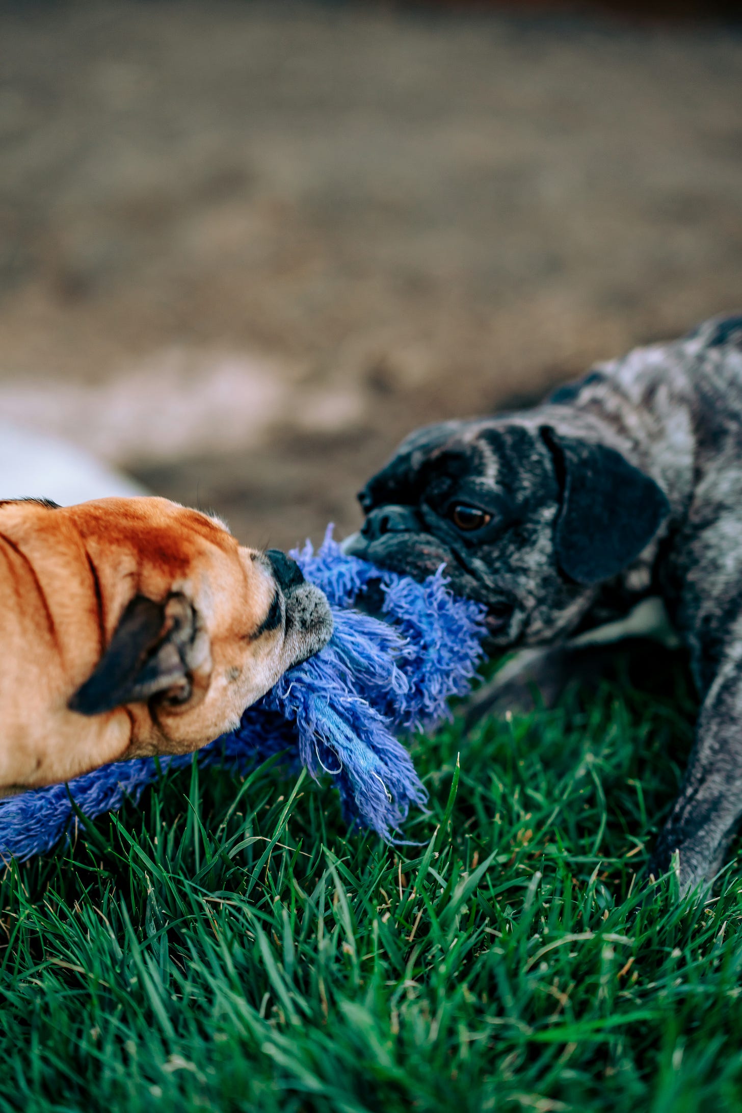 two dogs in a tug of war with a rope toy