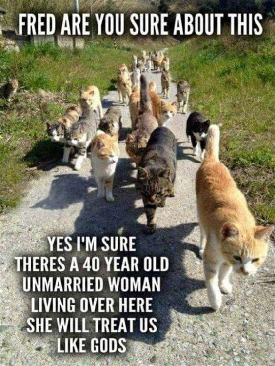 20 Hilarious Cat Lady Memes You Would Totally Love | Funny animals, Funny cat  memes, Funny animal pictures