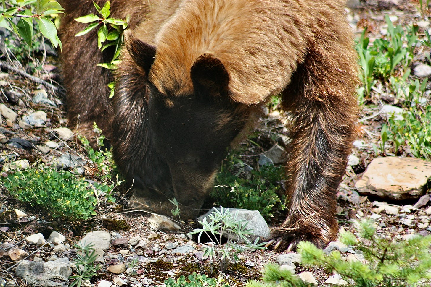 Grizzly bear searching for berries. Grizzly bear searching for berries.