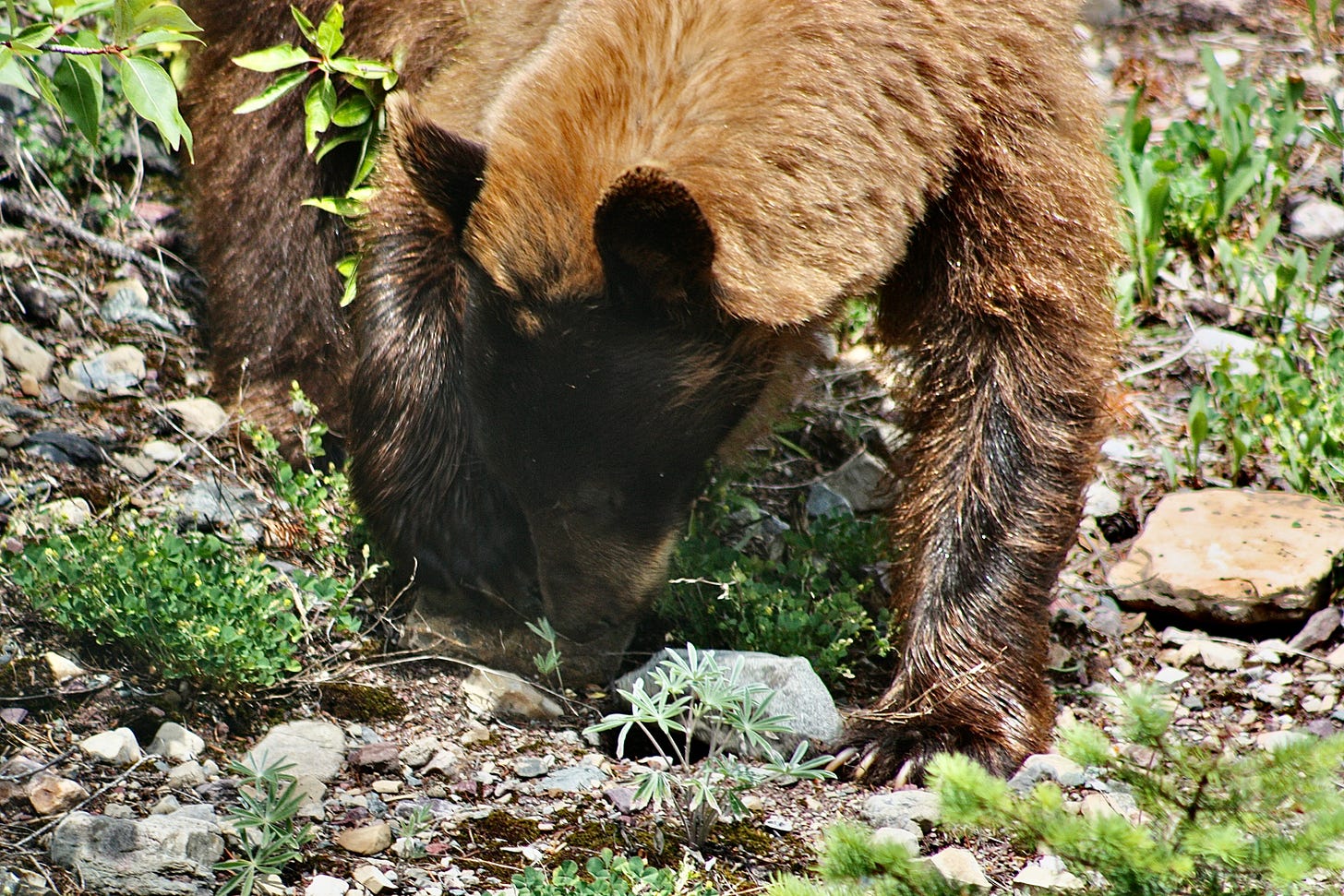 Grizzly bear searching for berries.