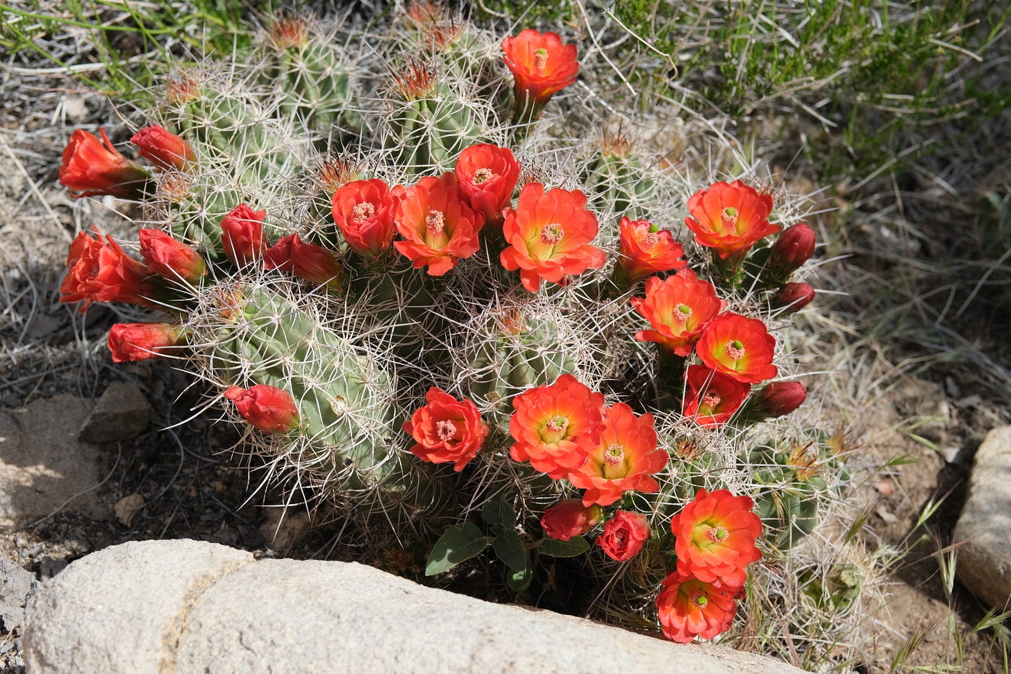 Red and yellow flowers bloom from a green cactus covered in long, sharp spines.